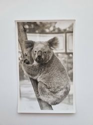 Vykort Koala