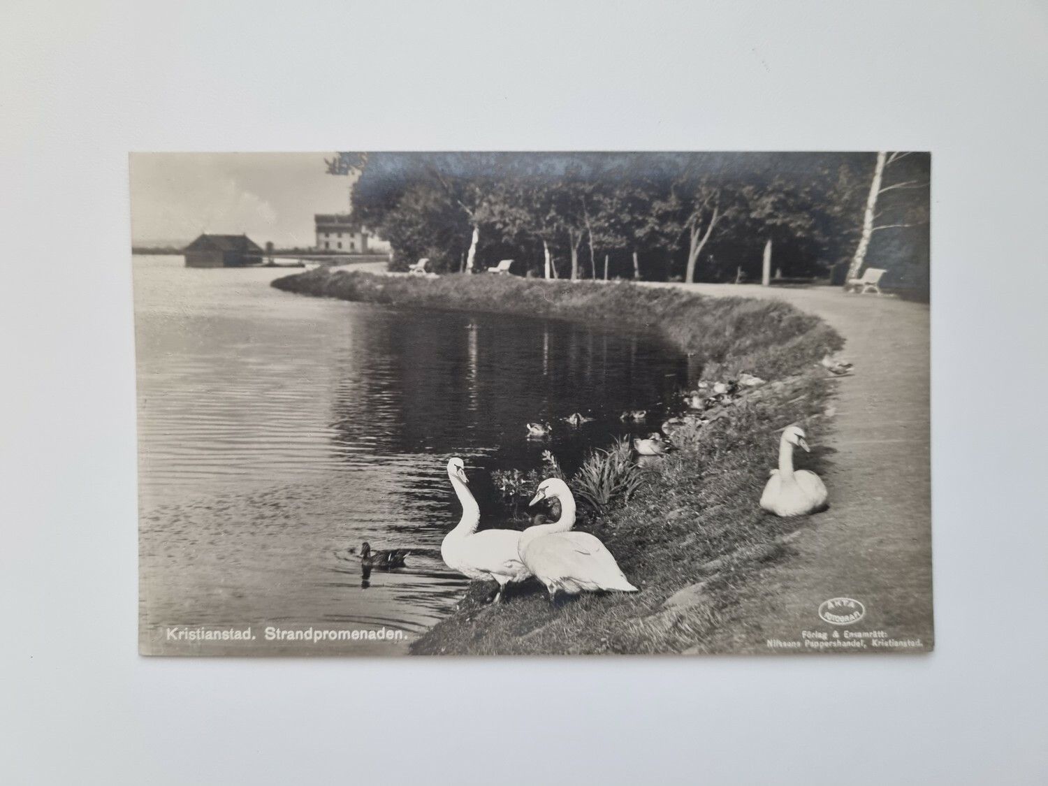 Vykort Kristianstad. Strandpromenaden, svanar