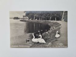 Vykort Kristianstad. Strandpromenaden, svanar