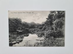 Vykort Lily Pond, Lincoln Park, Chicago, III.
