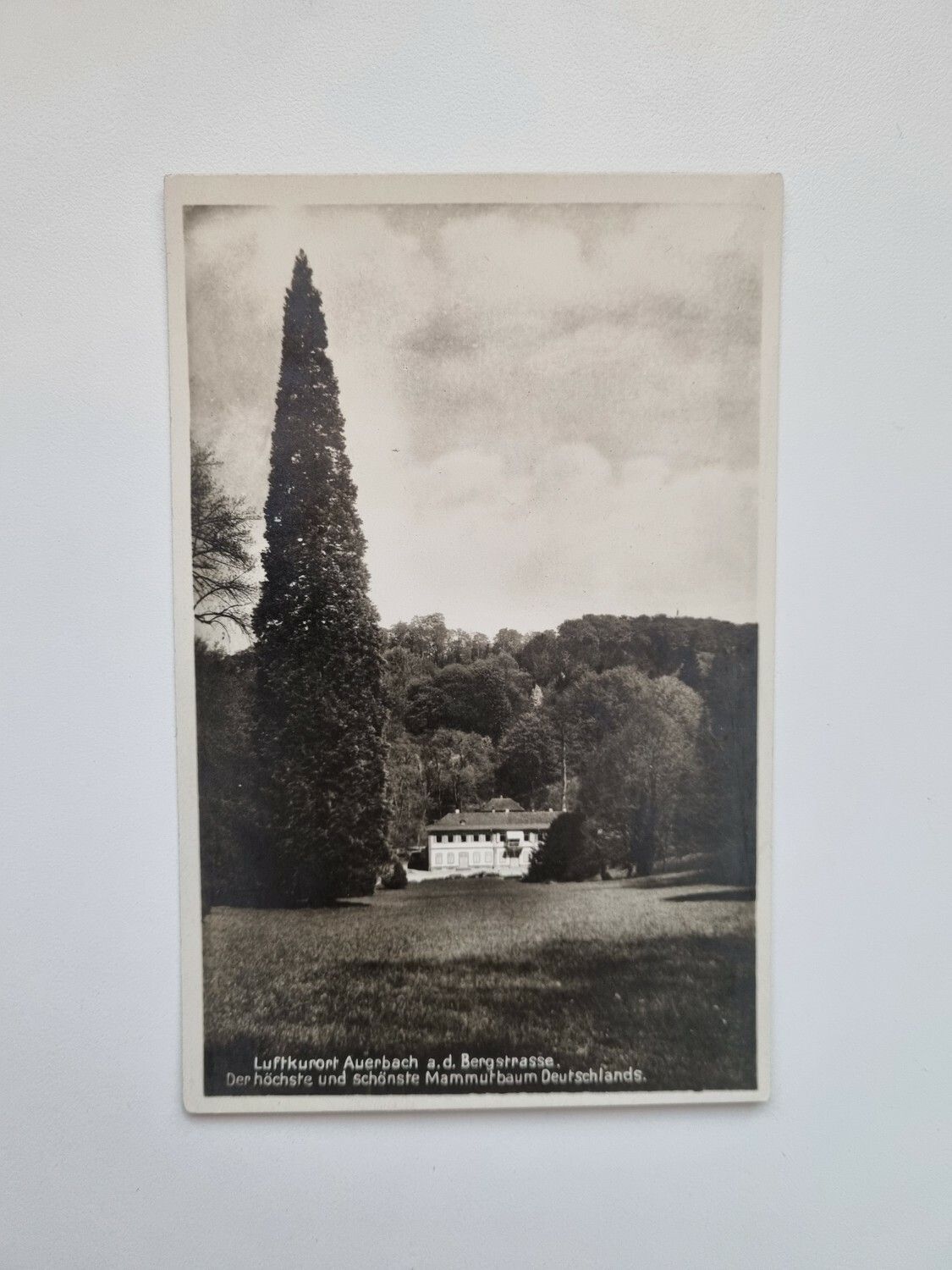 Vykort Luftkurort Auerbach a.d. Bergstrasse