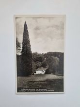 Vykort Luftkurort Auerbach a.d. Bergstrasse