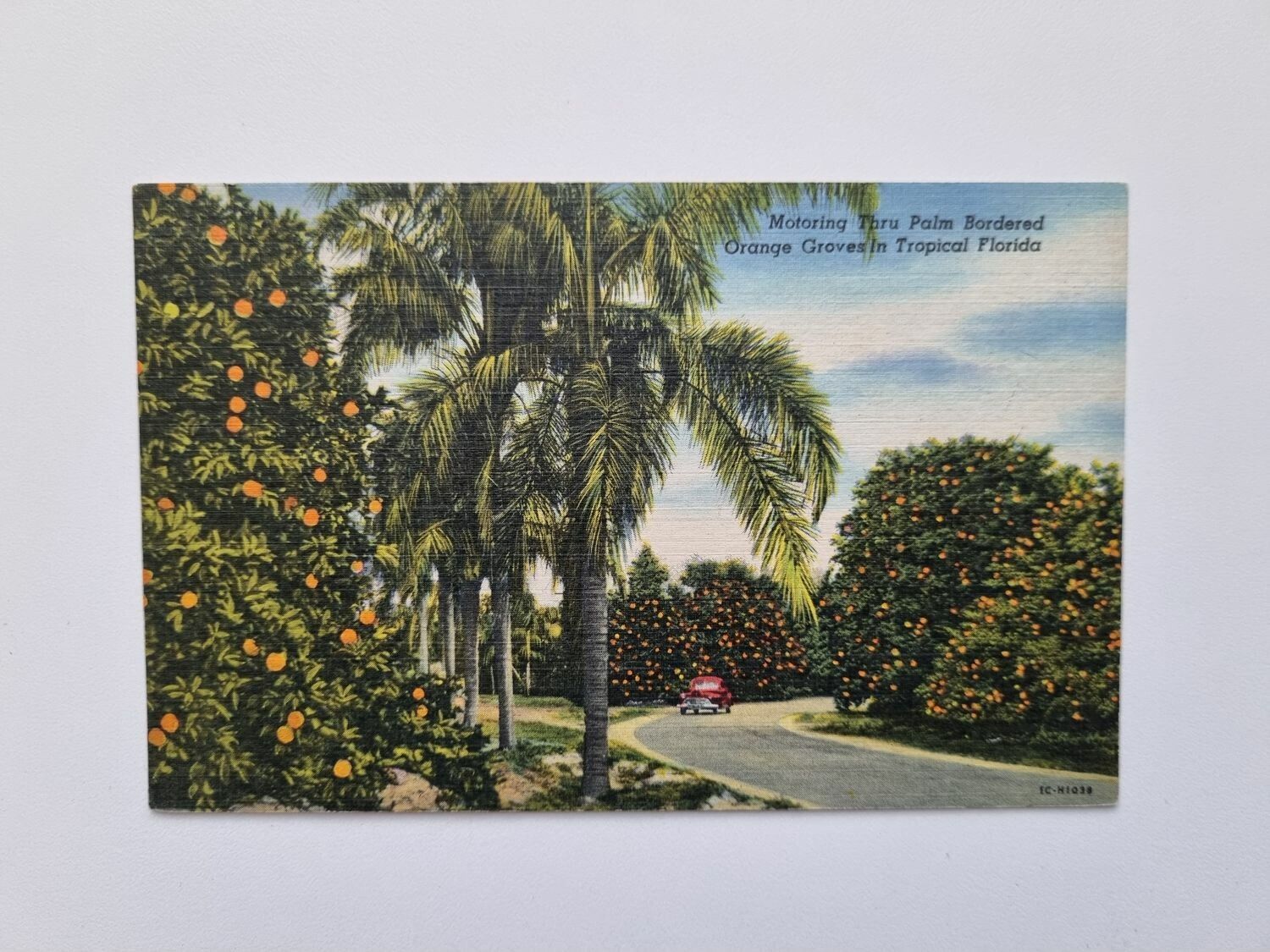 Vykort Motoring Thru Palm Bordered Orange Groves in Tropical Florida