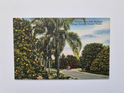 Vykort Motoring Thru Palm Bordered Orange Groves in Tropical Florida
