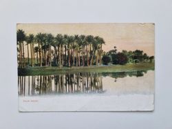 Vykort PALM-WOOD 1915