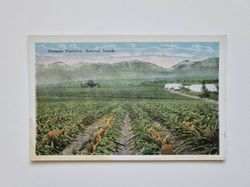 Vykort Pineapple Plantation. Hawaiian Islands