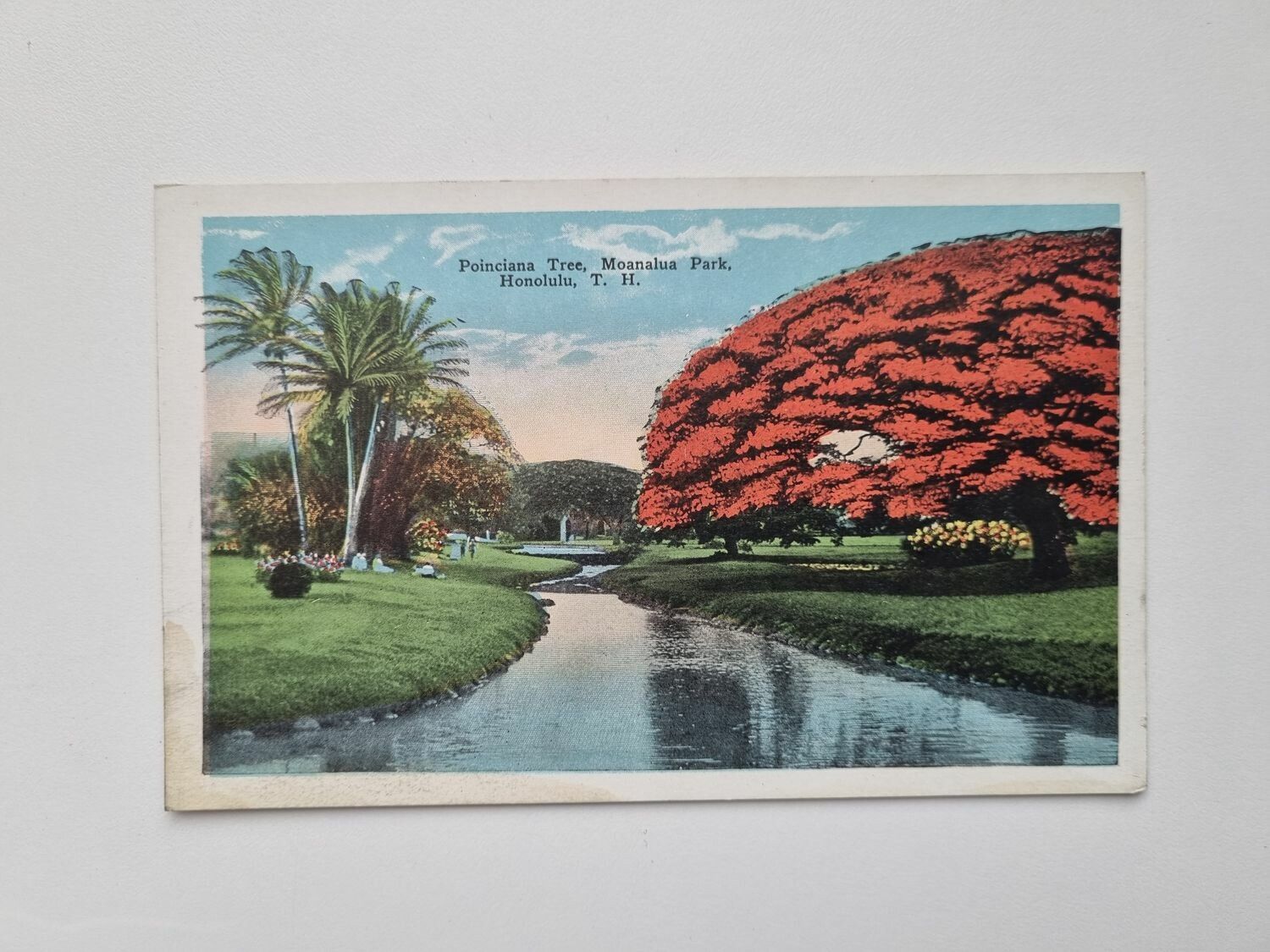 Vykort Poinciana Tree, Moanalua Park. Honolulu, T. ?