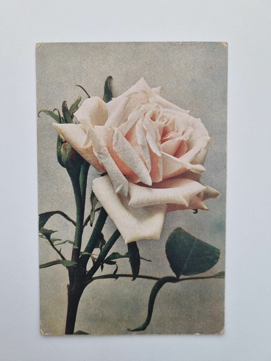 Vykort Remontant-Rose Capitain Christy, 1922