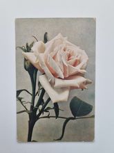 Vykort Remontant-Rose Capitain Christy, 1922