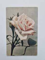 Vykort Remontant-Rose Capitain Christy, 1922
