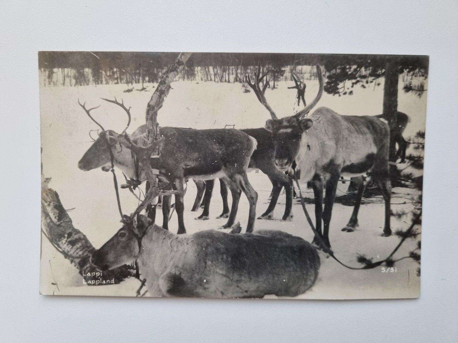 Vykort Renar, Lappland