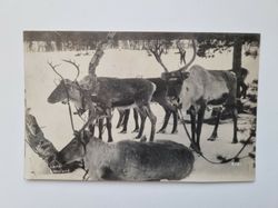Vykort Renar, Lappland