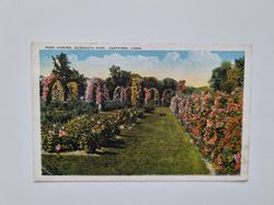 Vykort ROSE GARDEN, ELIZABETH PARK, HARTFORD, CONN.