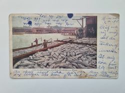 Vykort Laxfångst, SALMON CATCH, 30M FISH, PUGET SOUND