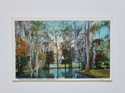 Vykort SCENE IN MAGNOLIA GARDENS, CHARLESTON, S. C