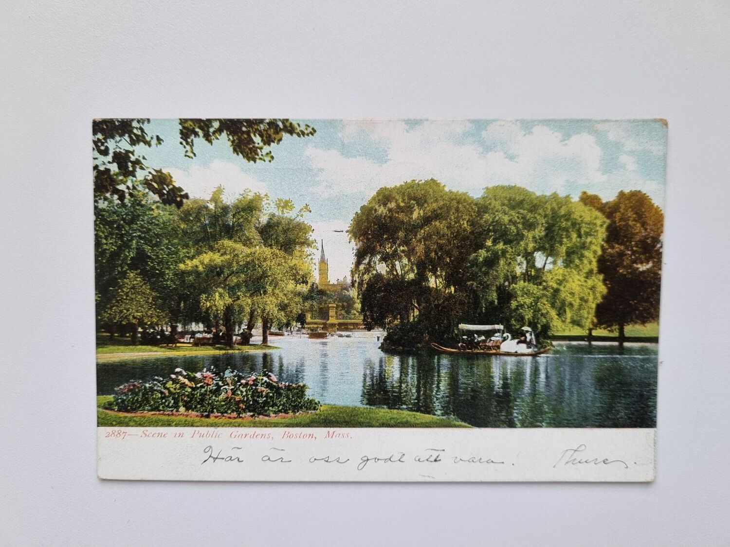 Vykort Scene in Public Gardens. Boston, Mass, 1906