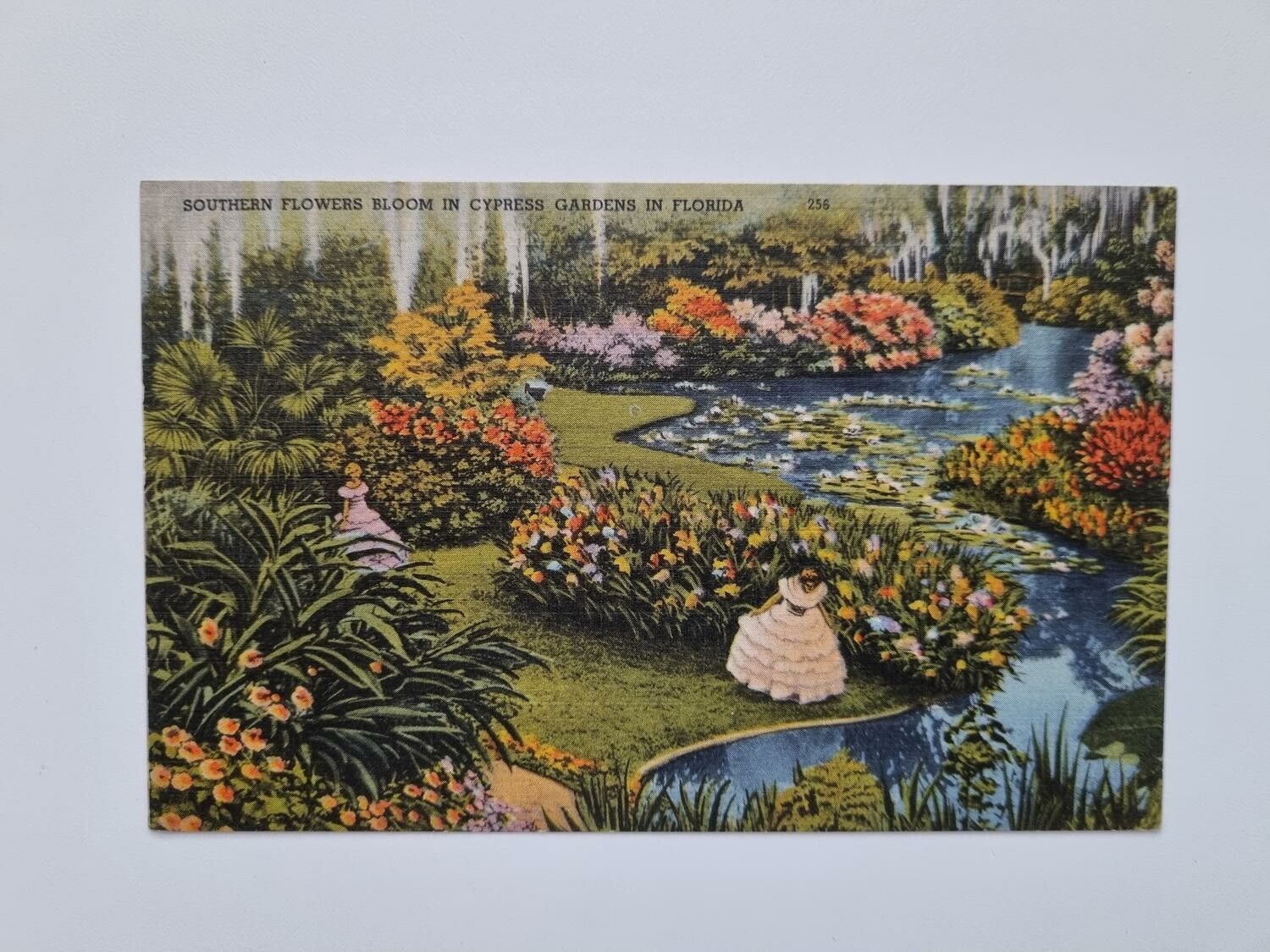 Vykort SOUTHERN FLOWERS BLOOM IN CYPRESS GARDENS IN FLORIDA