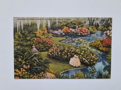 Vykort SOUTHERN FLOWERS BLOOM IN CYPRESS GARDENS IN FLORIDA