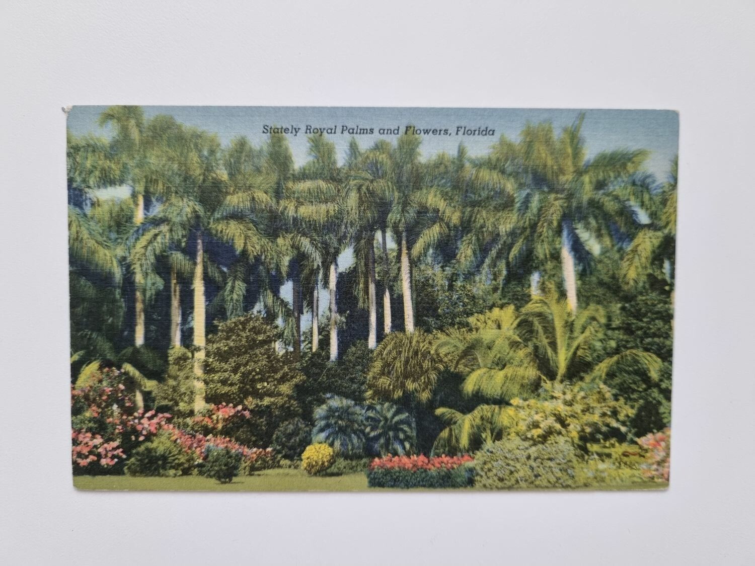 Vykort Stately Royal Palms and Flowers, Florida