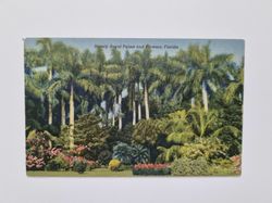Vykort Stately Royal Palms and Flowers, Florida