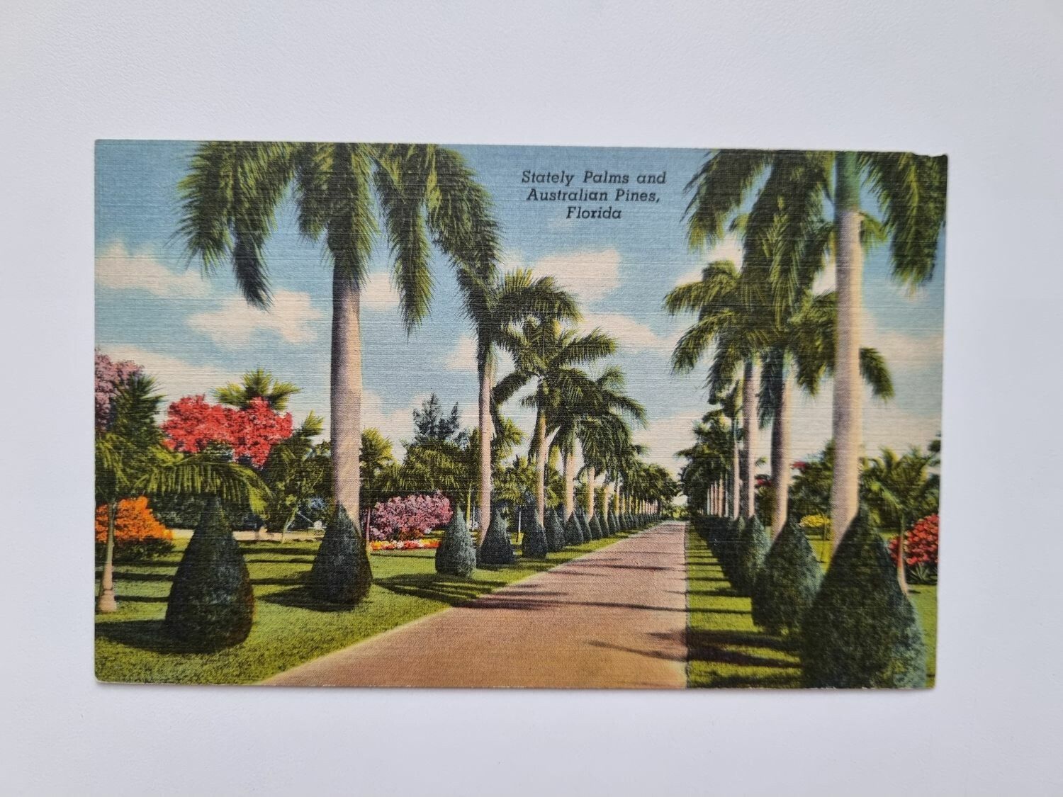 Vykort Stately Palms and Australian Pines. Florida