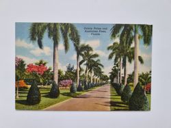 Vykort Stately Palms and Australian Pines. Florida