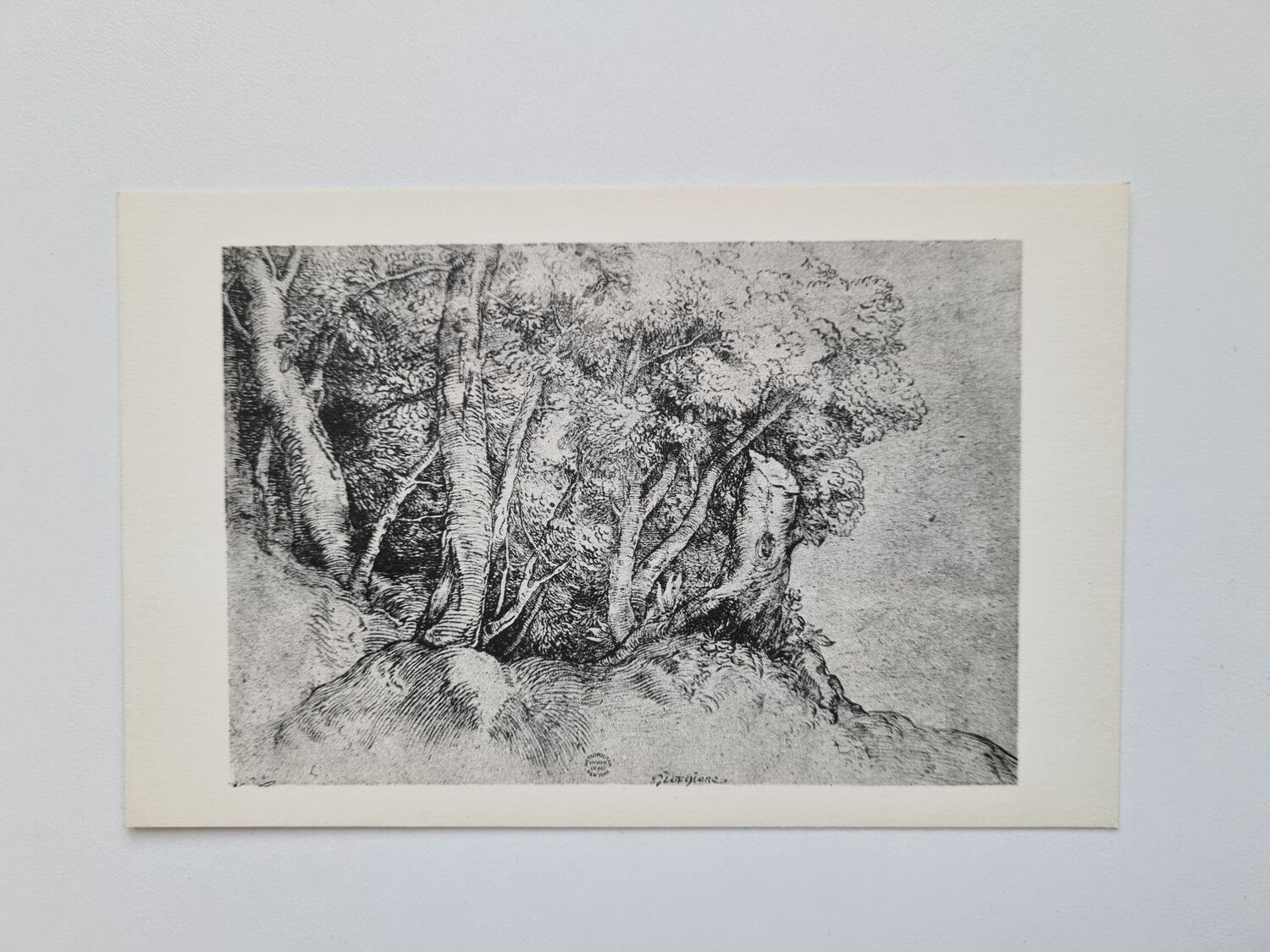 Vykort STUDY OF TREES