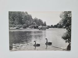 Vykort Beautiful Stowe Lake Golden Gate Park San Francisco