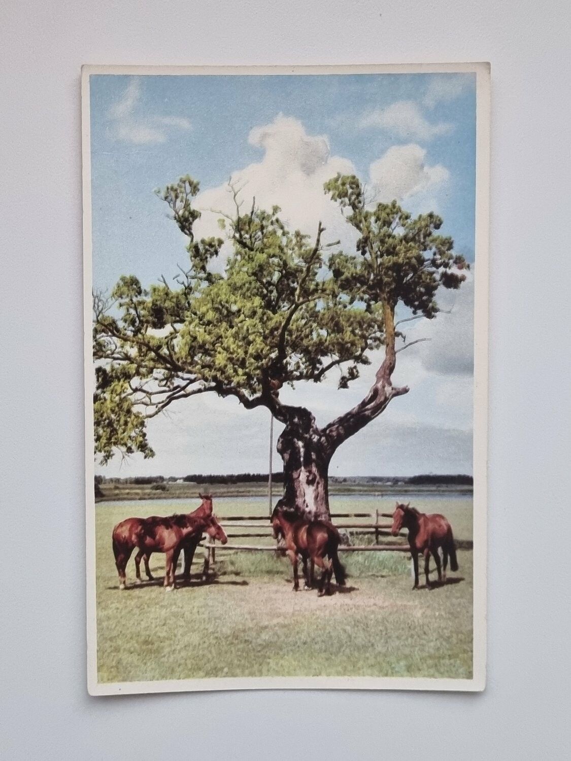 Vykort Svensk Natur, Hästar som betar