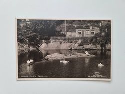 Vykort Uddevalla,  Svanarna i fågeldammen