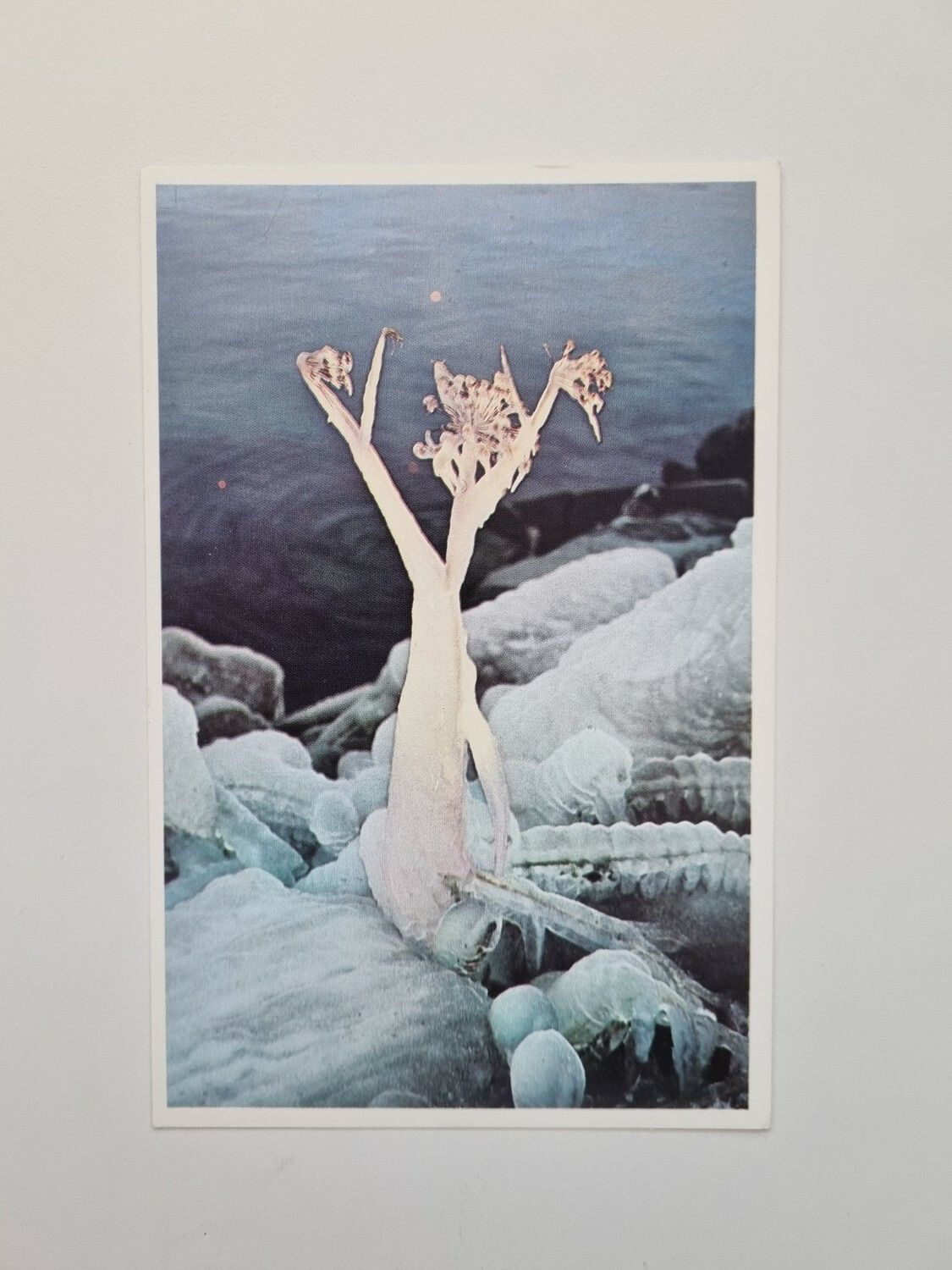 Vykort Weimar Söderström: "Isblomma"
