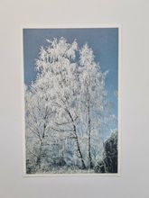 Vykort Weimar Söderström: "Vinterbjörk"