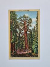 Vykort YOSEMITE NATIONAL PARK
