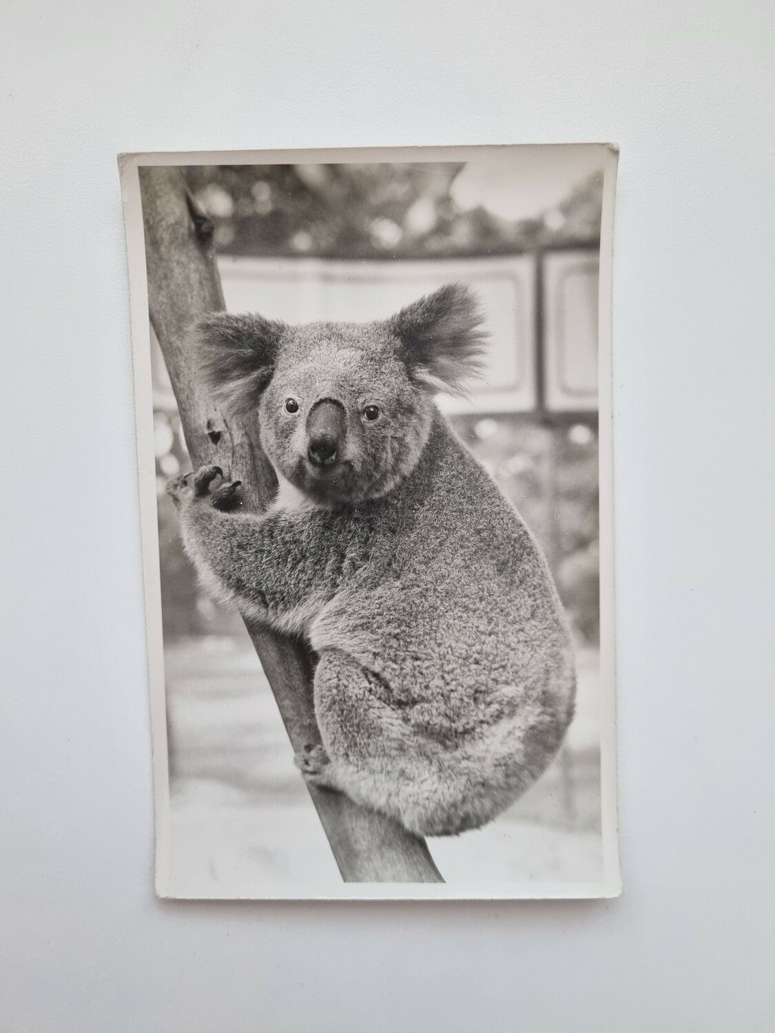 Vykort, bild Koala