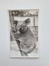 Vykort, bild Koala