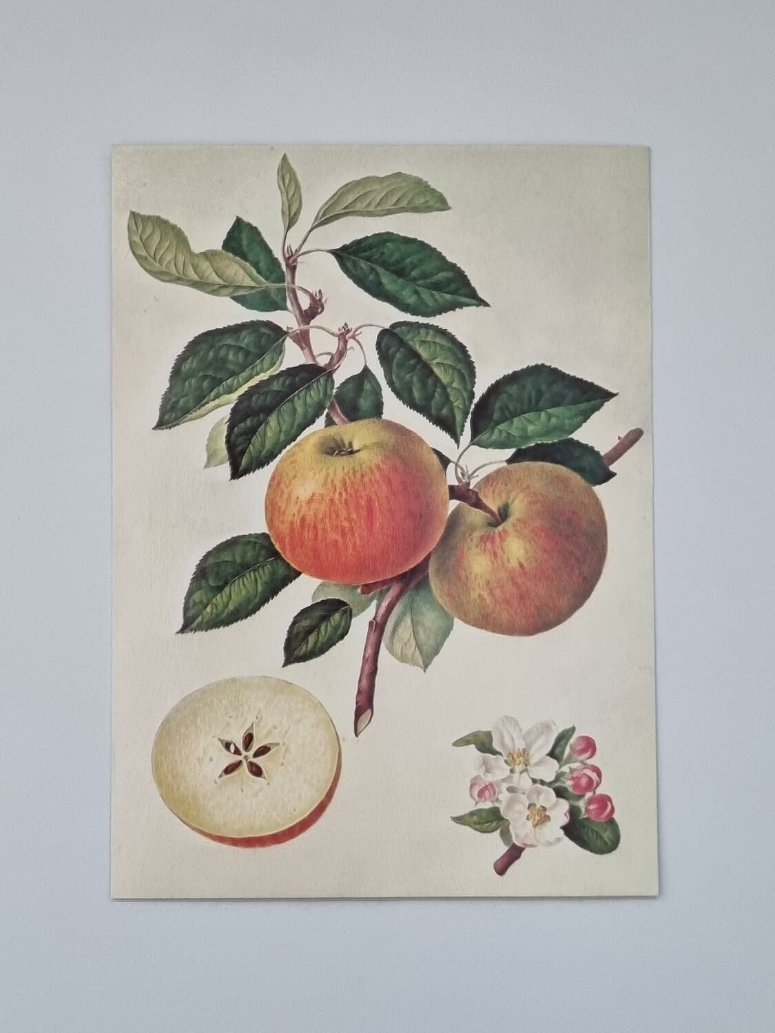 Vykort - Äpple