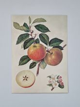 Vykort - Äpple