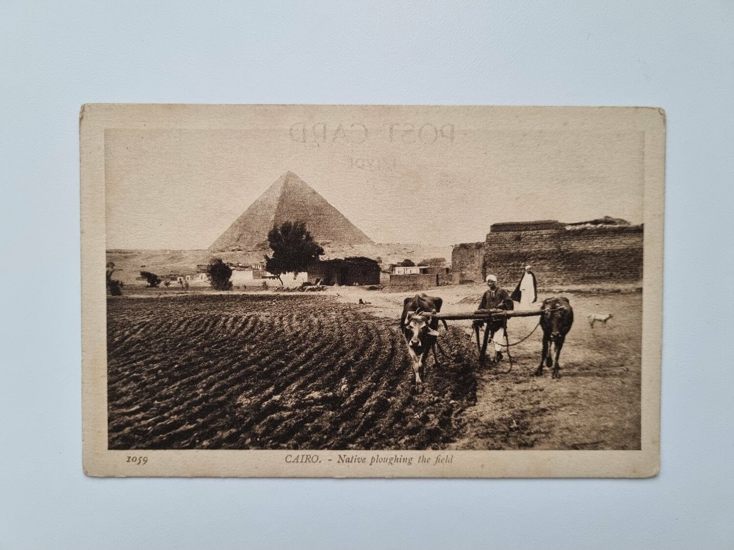 Äldre vykort CAIRO, Native ploughing the field