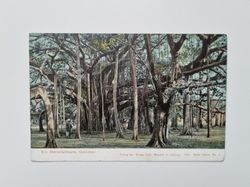 Äldre vykort Ein Banianenbaum, Ostindien