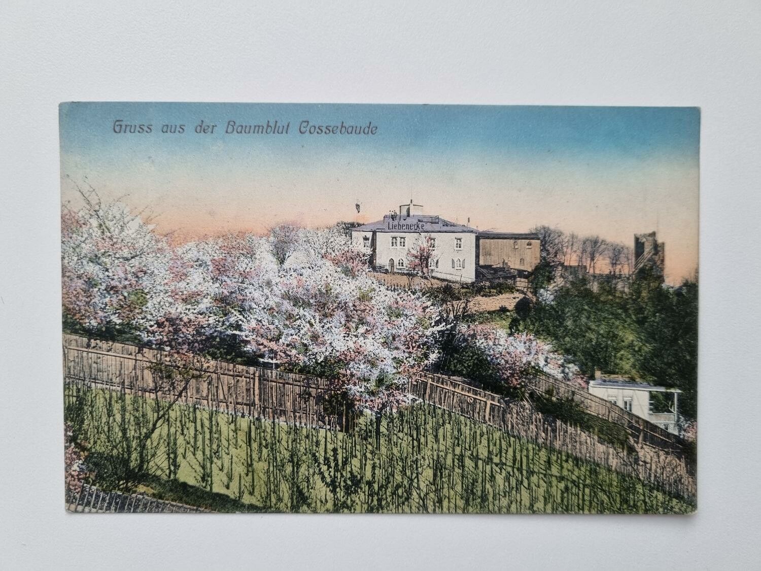 Äldre vykort Gruss aus der Baumblut Cossebaude