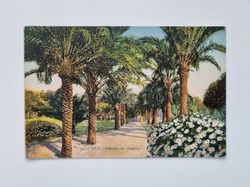 Äldre vykort NICE Palmiers du Chateau.