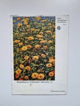 Äldre vykort Ringelblume (Calendula officinalis L.)