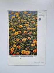 Äldre vykort Ringelblume (Calendula officinalis L.)