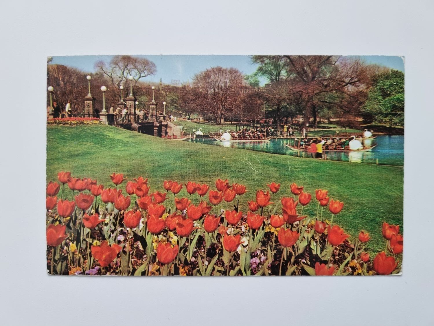 Äldre vykort SWAN BOATS AND TULIPS