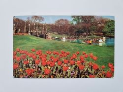 Äldre vykort SWAN BOATS AND TULIPS