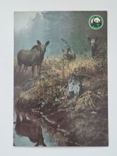 Vykort - Älg (Alces alces)