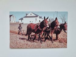 Vykort Amish Man Plowing