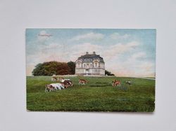 Vykort Danmark, Eremitagen 1908, med boskap