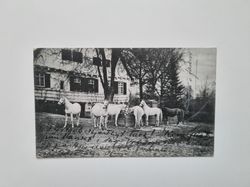 Vykort på hästar, 1906