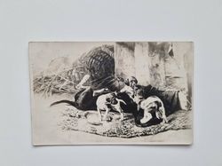 Vykort hundvalpar, 1906